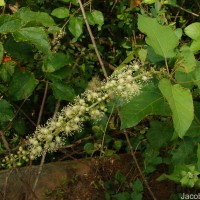 Croton caudatus Geiseler